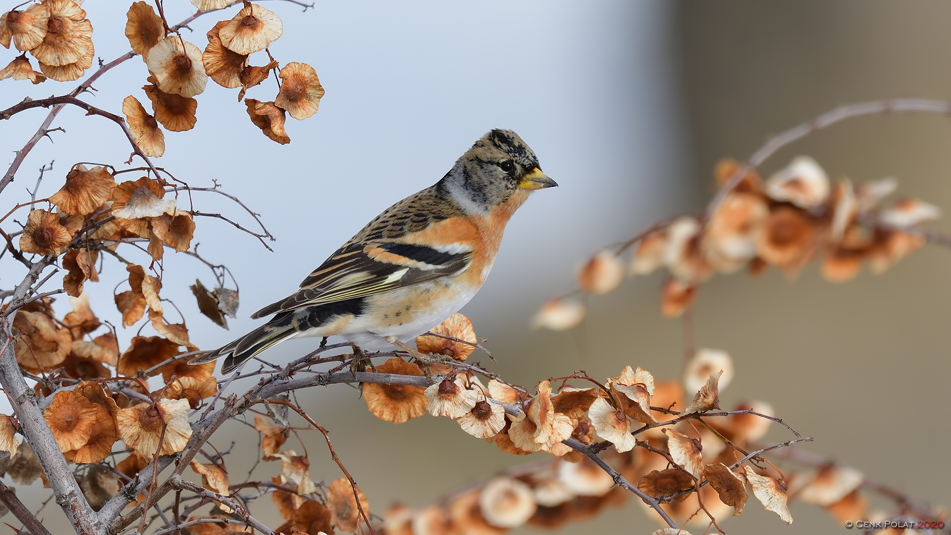 Brambling